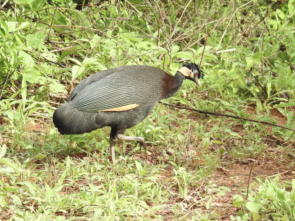 Southern Crested Guineafowl - Nick Hudson