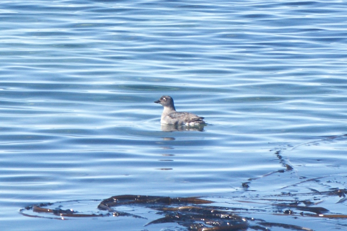 Cassin's Auklet - Cory Gregory