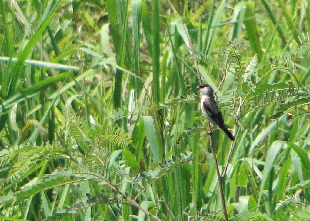 Pearly-bellied Seedeater - ML77749051