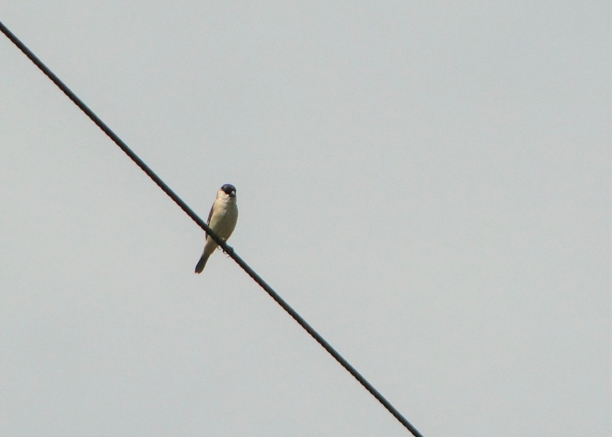 Pearly-bellied Seedeater - ML77749061