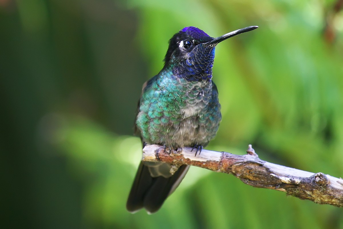 Talamanca Hummingbird - graichen & recer