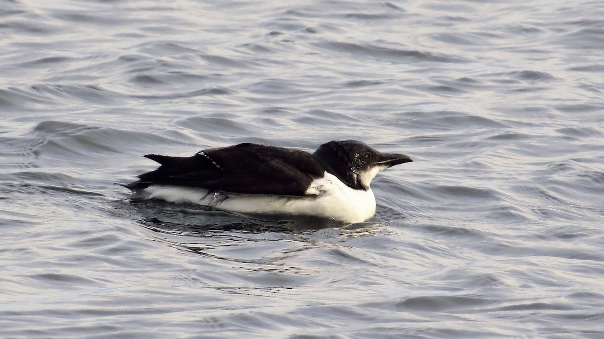 Thick-billed Murre - ML77751461