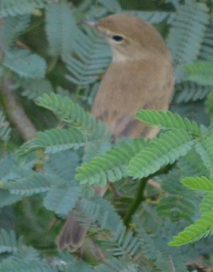 Booted Warbler - ML77753081