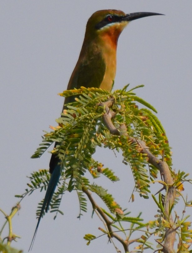 Blue-tailed Bee-eater - ML77753181