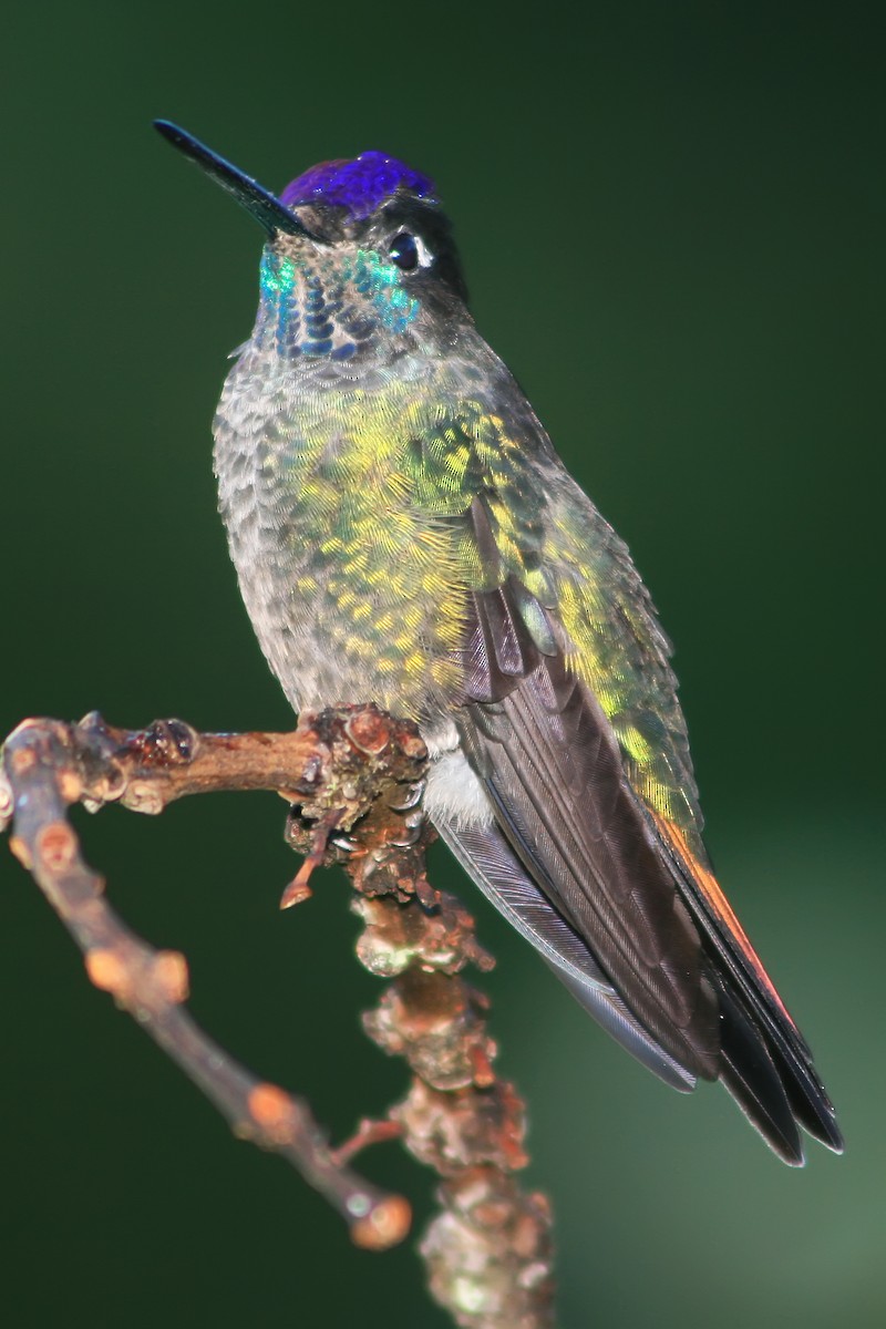 Talamanca Hummingbird - graichen & recer