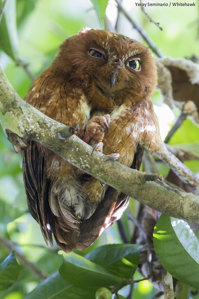 Madagascar Scops-Owl (Rainforest) - Yeray Seminario