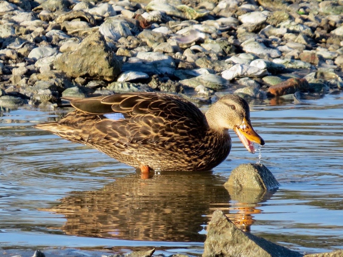 Mottled Duck - Holly Cox