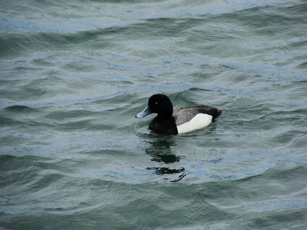 Greater Scaup - ML77760501