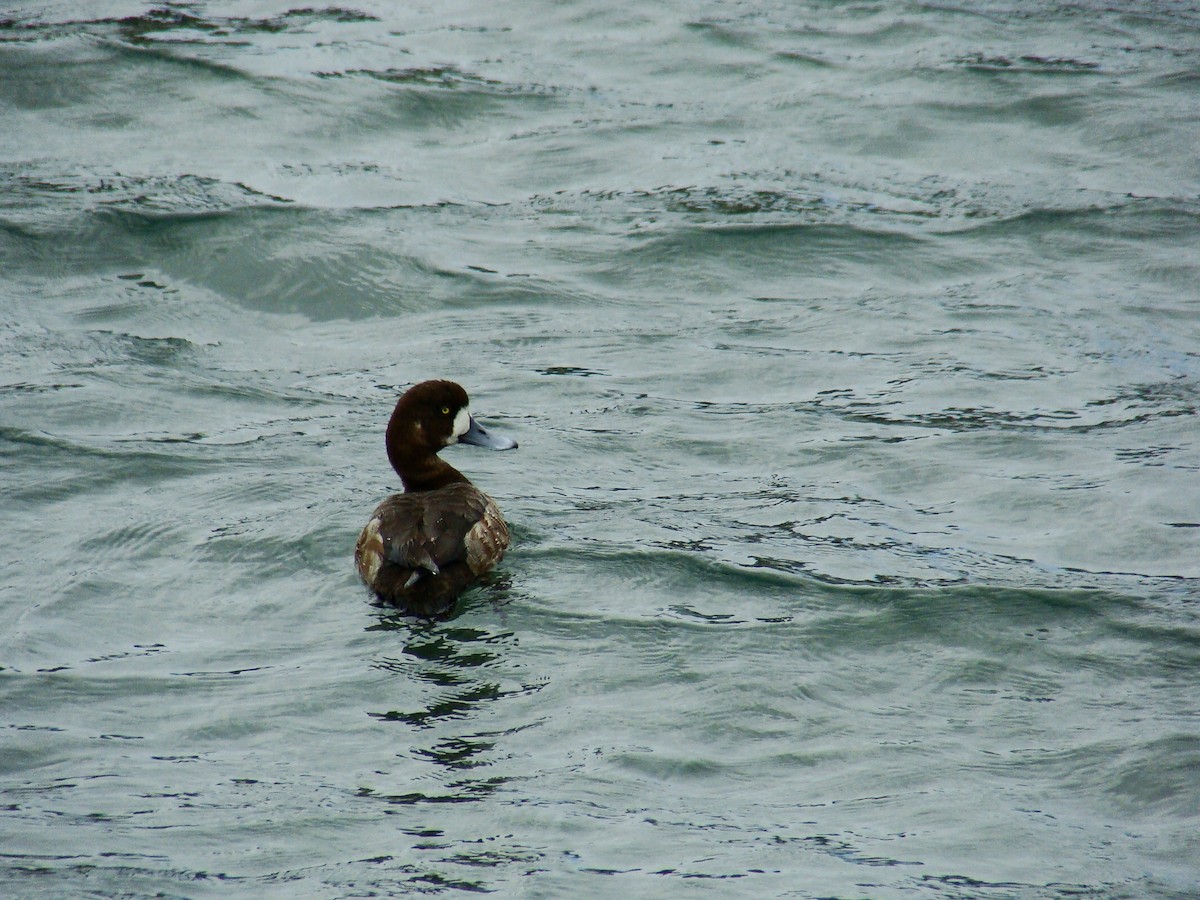 Greater Scaup - ML77760511