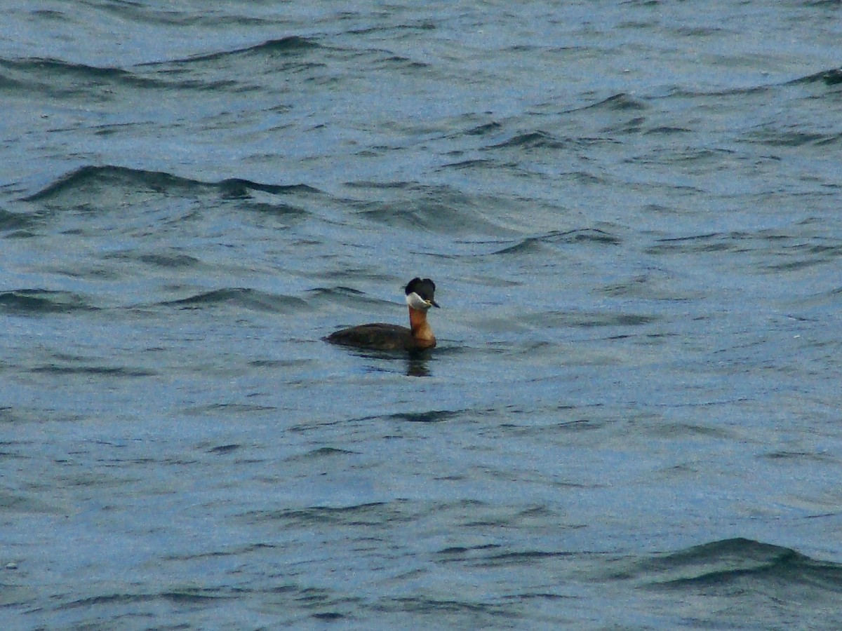 Red-necked Grebe - ML77760571