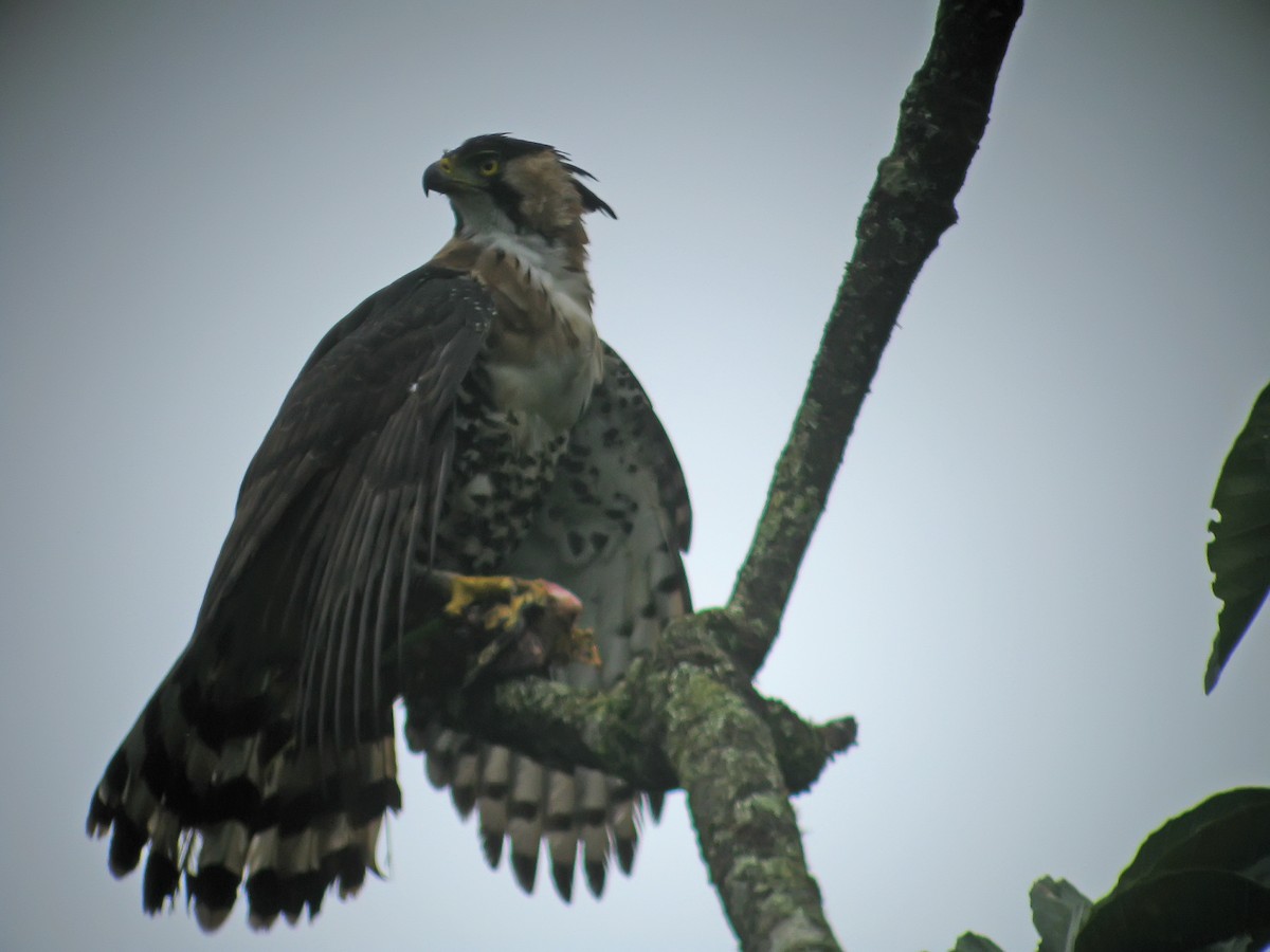 Ornate Hawk-Eagle - graichen & recer
