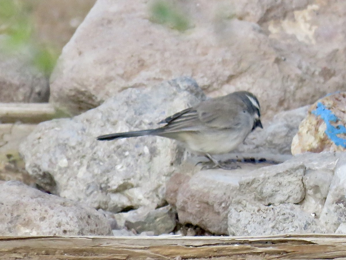 Black-throated Sparrow - ML77769411