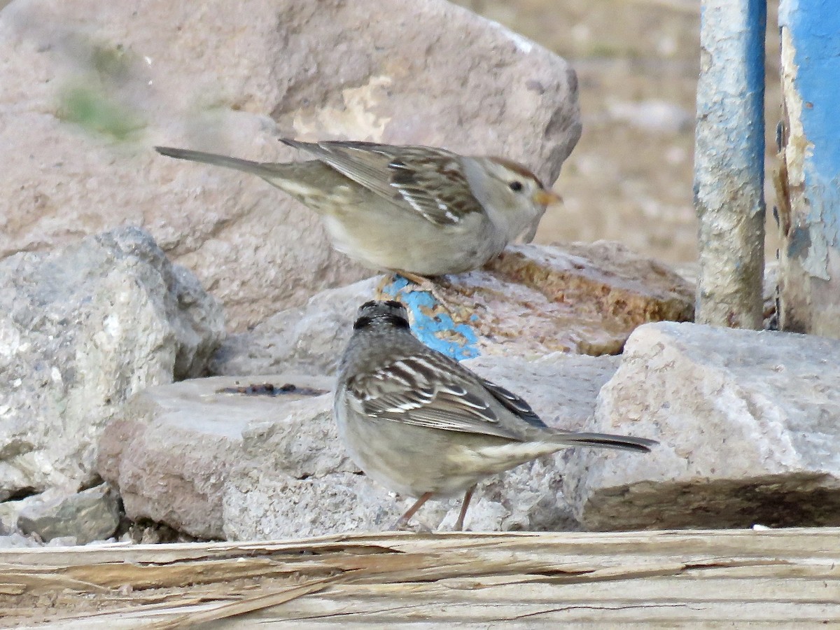 White-crowned Sparrow (Gambel's) - ML77769621