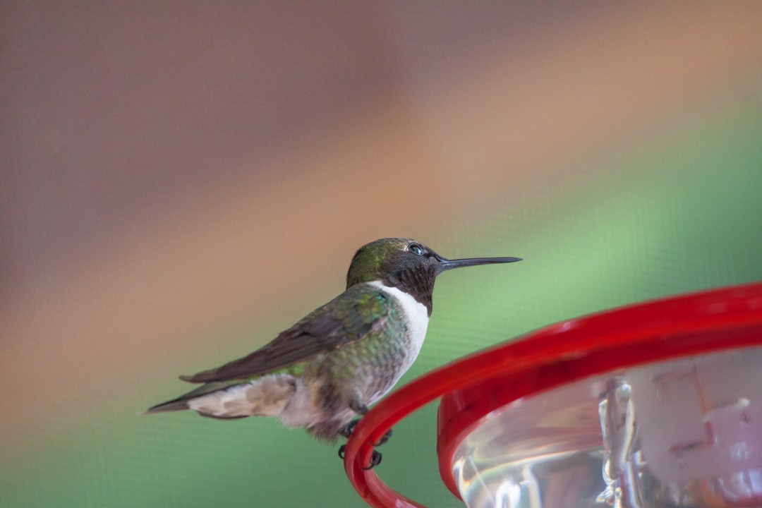 Ruby-throated Hummingbird - Carolyn Belknap