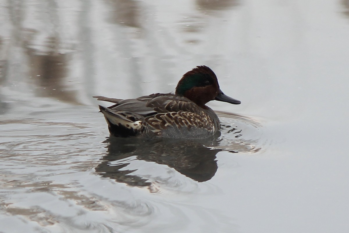 Green-winged Teal - Kenny Frisch