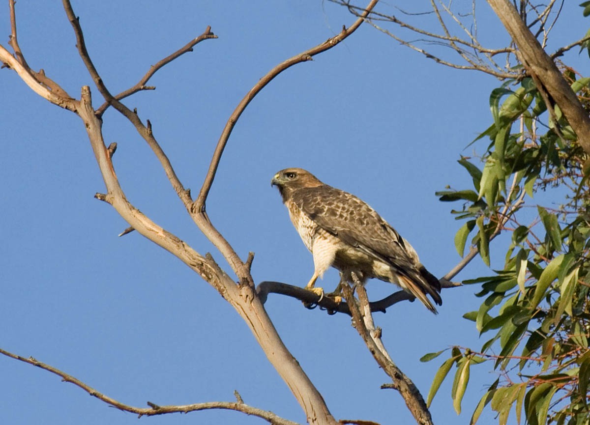 Red-tailed Hawk - ML77774881