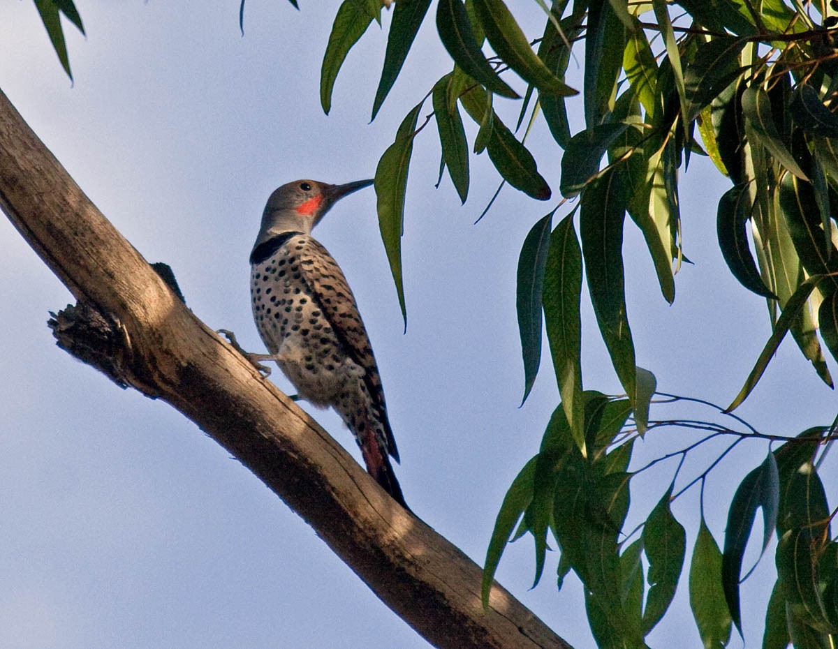 Northern Flicker (Red-shafted) - ML77775781