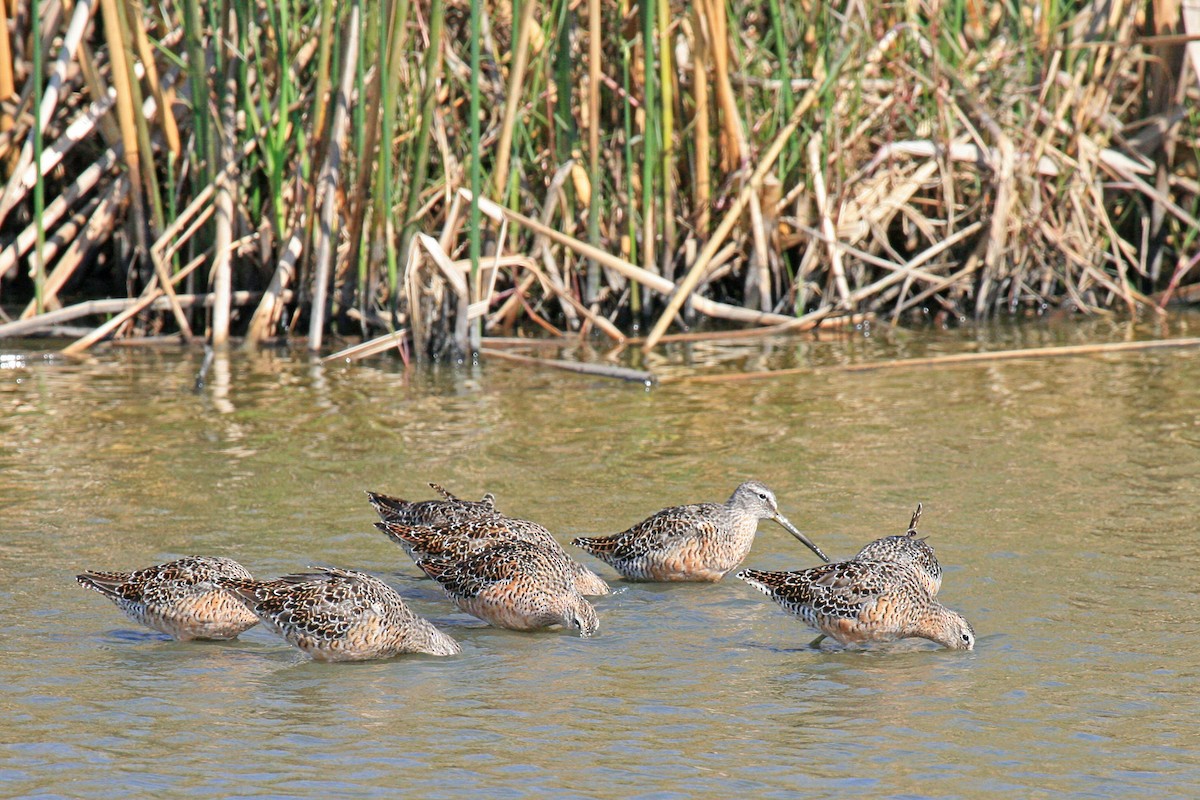 Long-billed Dowitcher - ML77775831