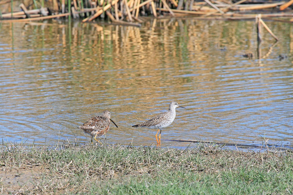 Long-billed Dowitcher - ML77775851