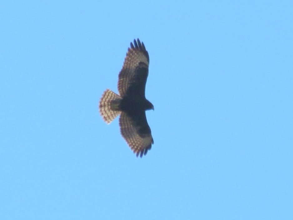 Short-tailed Hawk - Bruce Pickholtz