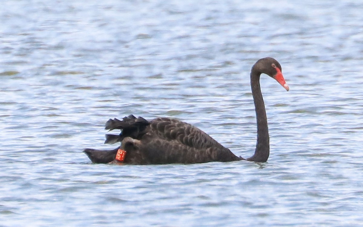 Black Swan - ML77782511