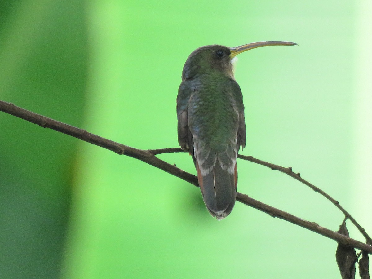 Rufous-breasted Hermit - Vincent Vos