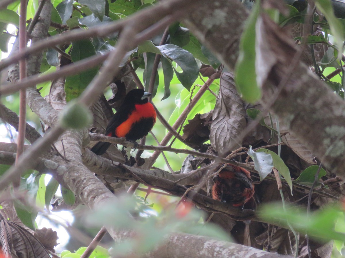 Scarlet-rumped x Crimson-backed Tanager (hybrid) - ML77785251