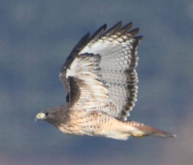 Red-tailed Hawk - ML77786141