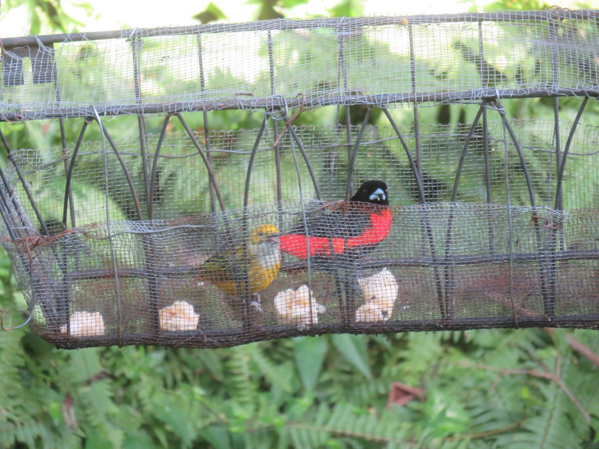 Scarlet-rumped x Crimson-backed Tanager (hybrid) - ML77786261