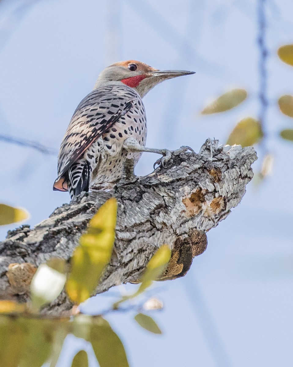 Northern Flicker (Red-shafted) - Peter Hart