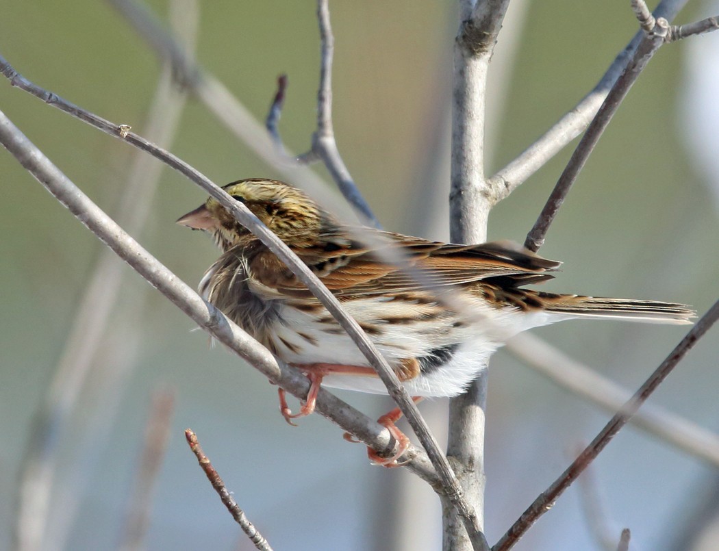 Savannah Sparrow - ML77790181