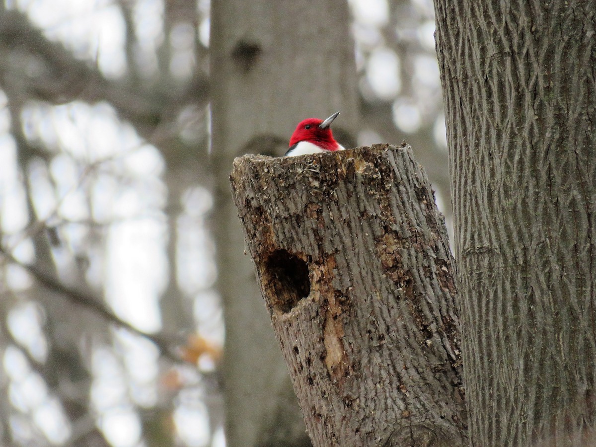 Red-headed Woodpecker - Michel Turcot