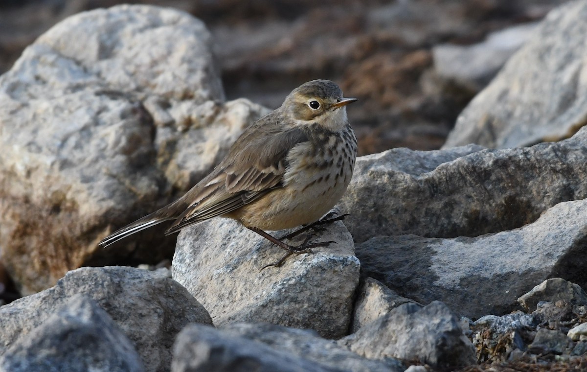 American Pipit - Barry Blust