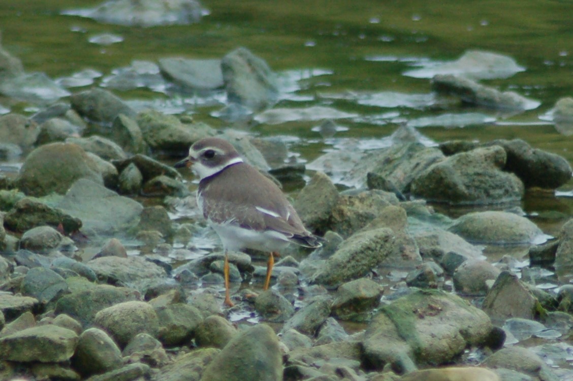 Semipalmated Plover - ML77794281