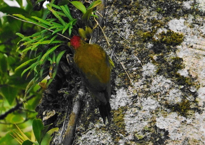 Golden-olive Woodpecker - Erich Hetzel