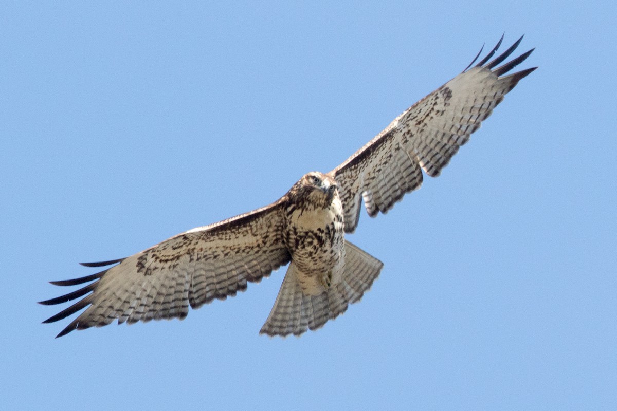 Red-tailed Hawk - ML77804181