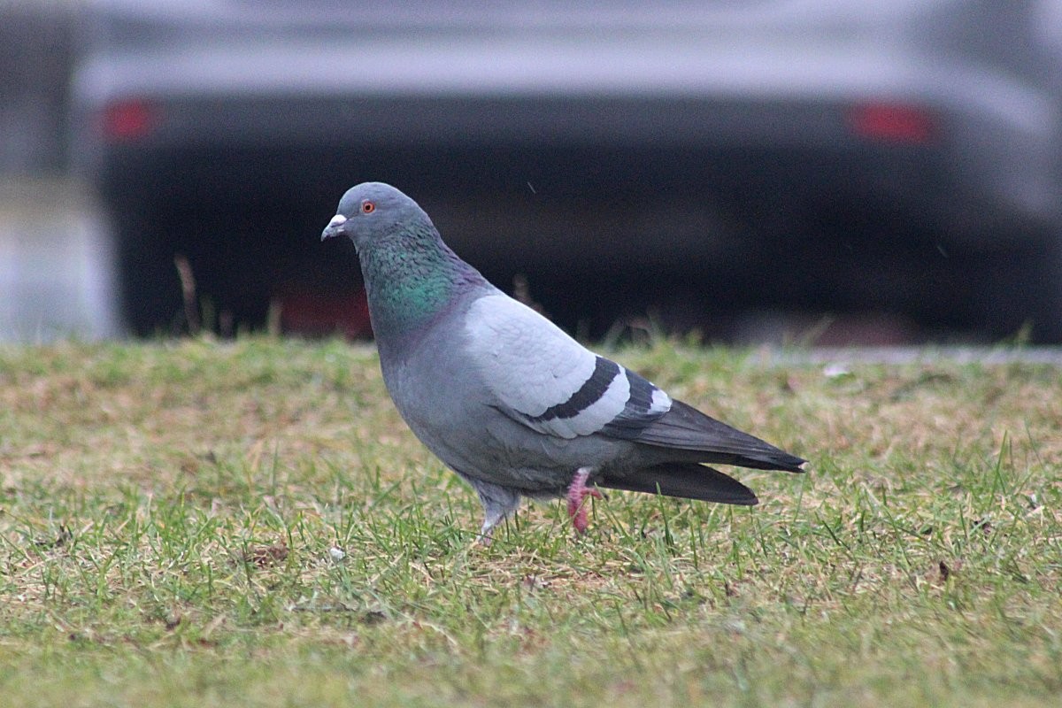 Rock Pigeon (Feral Pigeon) - ML77804681