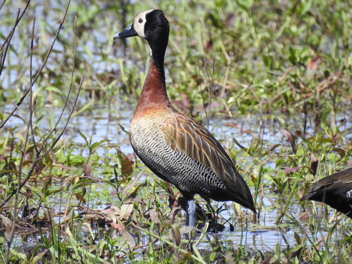 White-faced Whistling-Duck - Carlos Crocce