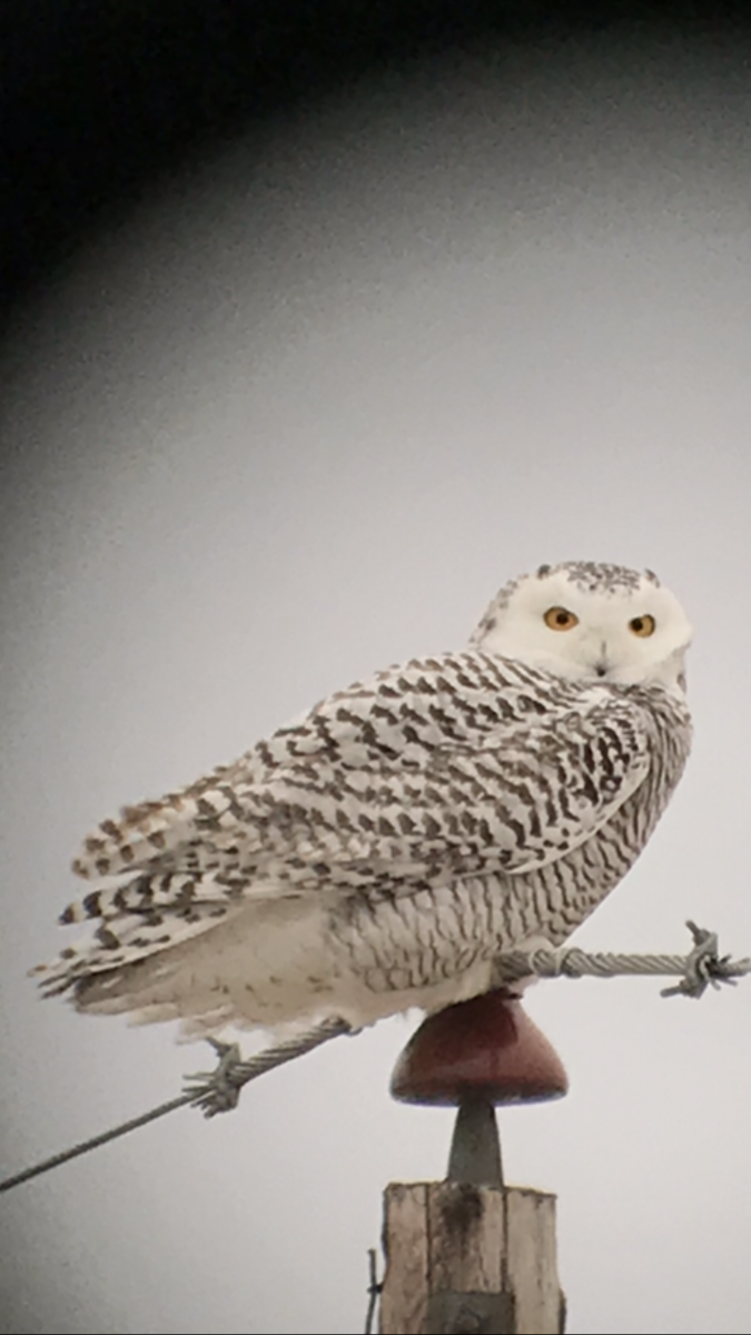 Snowy Owl - Diana Dugall