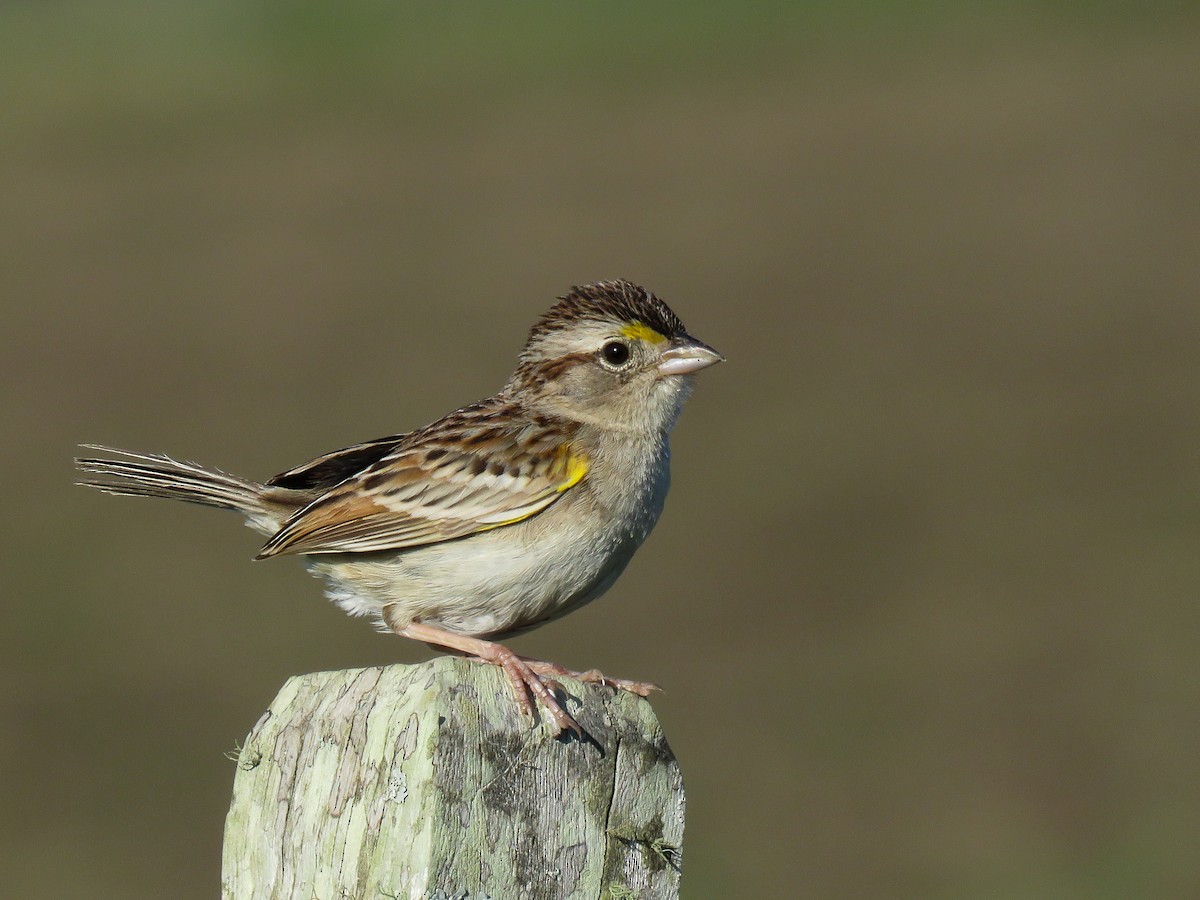 Grassland Sparrow - ML77809821