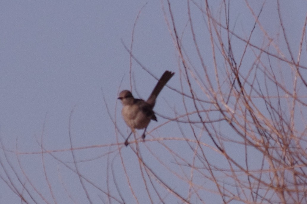 Northern Mockingbird - robert beauchamp
