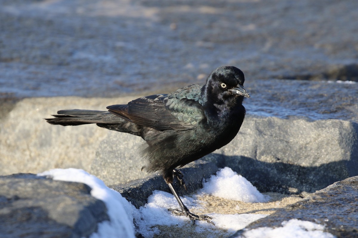 Boat-tailed Grackle - ML77810961