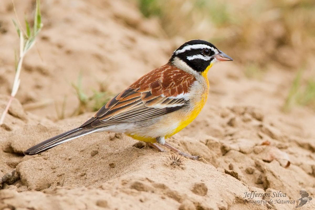 Golden-breasted Bunting - ML77811851
