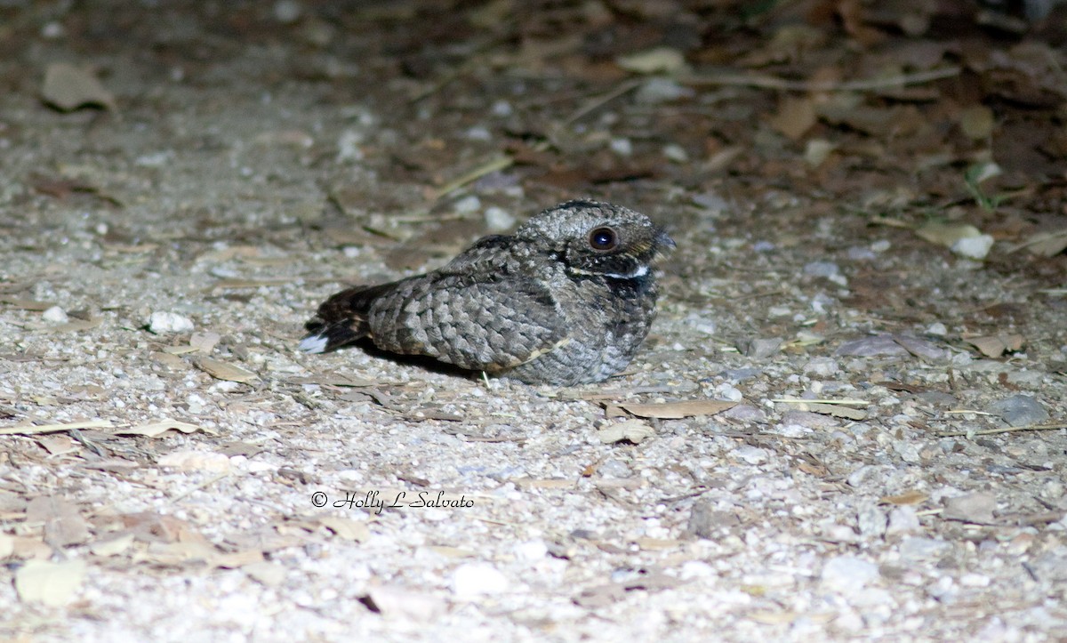Common Poorwill - Mark and Holly Salvato