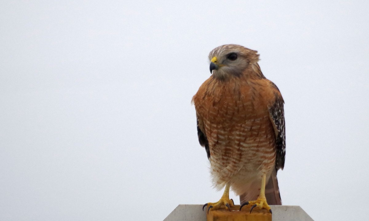 Red-shouldered Hawk - Cuneyt Yilmaz