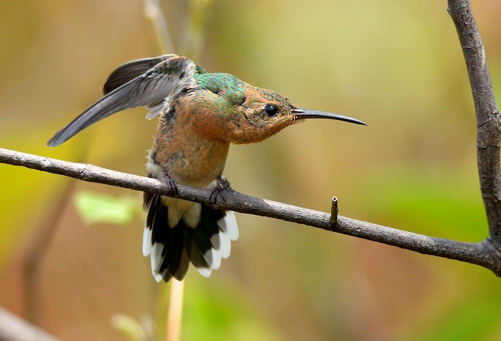 kolibřík rudozobý - ML77814221