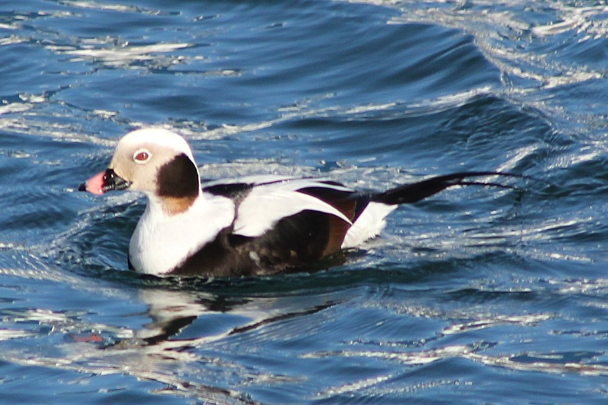 Long-tailed Duck - ML77814781