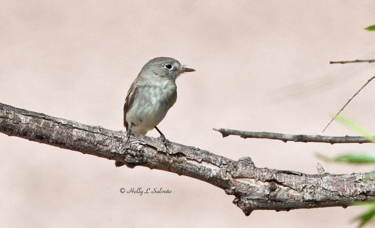 Gray Flycatcher - Mark and Holly Salvato