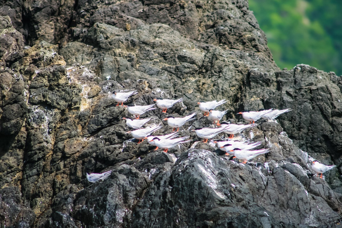 Common Tern - graichen & recer
