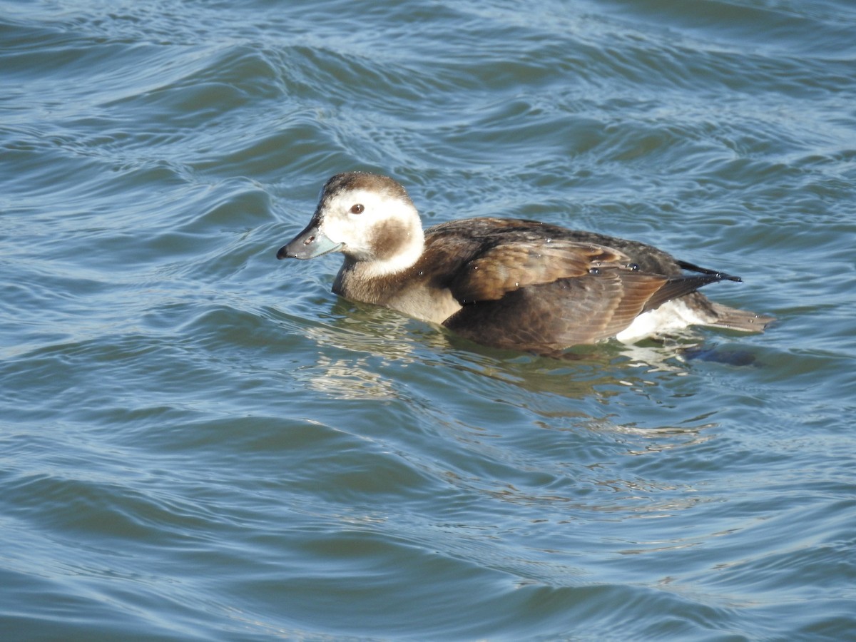 Long-tailed Duck - Jessica Howland